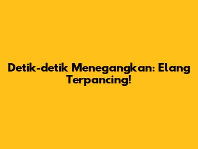 Detik-detik Menegangkan: Elang Terpancing!