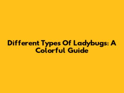 Different Types Of Ladybugs: A Colorful Guide