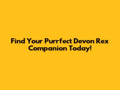 Find Your Purrfect Devon Rex Companion Today!