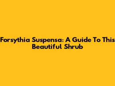 Forsythia Suspensa: A Guide To This Beautiful Shrub