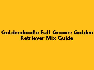 Goldendoodle Full Grown: Golden Retriever Mix Guide