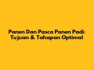 Panen Dan Pasca Panen Padi: Tujuan & Tahapan Optimal