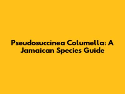 Pseudosuccinea Columella: A Jamaican Species Guide
