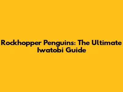 Rockhopper Penguins: The Ultimate Iwatobi Guide