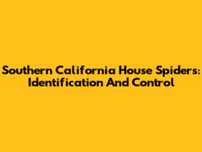 Southern California House Spiders: Identification And Control