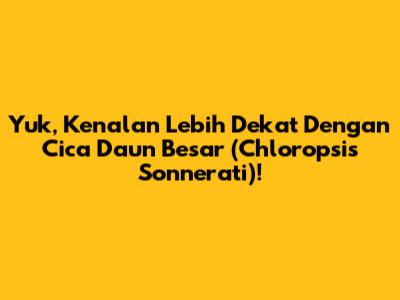 Yuk, Kenalan Lebih Dekat Dengan Cica Daun Besar (Chloropsis Sonnerati)!